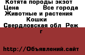 Котята породы экзот › Цена ­ 7 000 - Все города Животные и растения » Кошки   . Свердловская обл.,Реж г.